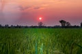 Dead tree and Rice Field in sunset background.