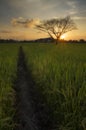 The dead tree in rice field Royalty Free Stock Photo