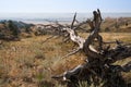 Fallen Tree on the Ridge at Fort Robinson State Park, Nebraska Royalty Free Stock Photo