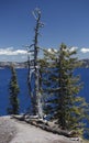 Dead Tree on the Rim of Crater Lake Royalty Free Stock Photo