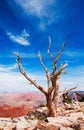 Dead tree at the rim of the Grand Canyon Royalty Free Stock Photo