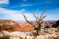 Dead tree at the rim of the Grand Canyon Royalty Free Stock Photo