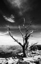 Dead tree at the rim of the Grand Canyon Royalty Free Stock Photo