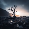 a dead tree on a rocky beach at sunset Royalty Free Stock Photo