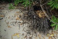 Dead tree root on the beach in tropical island Royalty Free Stock Photo