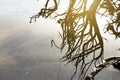 Dead tree root on black sand beach, Nang Thong beach in Khao Lak, Thailand