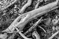 Dead tree roots lying on rocks in black and white