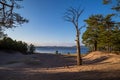 Dead tree in the sand of Storsand beach at NorrfÃÂ¤llsviken, Sweden. Royalty Free Stock Photo
