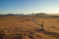 Dead tree in the sand at sunset, Wadi Rum, Jordan Desert Royalty Free Stock Photo