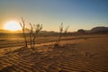 Dead trees in wind rippled sand at beautiful sunset, Wadi Rum, Jordan Desert Royalty Free Stock Photo