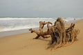 Dead tree on sandy beach