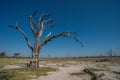 Dead tree on sandy plain with others