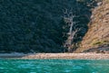 Dead tree on Santa Cruz Island in the Channel Islands National Park near Santa Barbara California USA