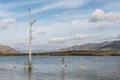 Dead Tree, Sea Gulls and Mountains at Otay Lakes Royalty Free Stock Photo