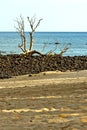 dead tree seaweed indian sand isle sky