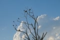Dead tree with shags and their nests