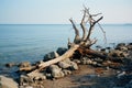 a dead tree on the shore of a lake Royalty Free Stock Photo