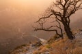 Dead tree silhouette in golden sunlight and soft haze on sunset on steep slope with thin blue river, trail, high view in precipice