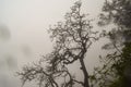 Dead tree silhouette with misty background at Matheran