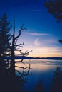 Dead tree silhouette over Lake Tahoe at sunset Royalty Free Stock Photo