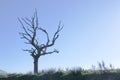 Dead tree silhouette shape against clear empty blue sky in summer sun