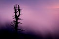 Dead Tree Silhouette in violet and pink clouds during sunrise on Lysa Hora mountain, Czech Republic