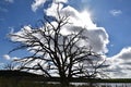 Dead tree silhouetted abasing the morning sky