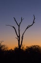 Dead tree silhouetted against a colorful blue and orange sky 2 Royalty Free Stock Photo