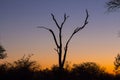 Dead tree silhouetted against a colorful blue and orange sky 1 Royalty Free Stock Photo