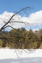 Dead tree silhouetted against a frozen lake in Muskoka Ontario