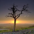 Dead tree silhouetted against sunset on Old Winchester Hill, South Downs, Hampshire, UK