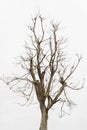 Dead tree ,Single old and dead tree isolated on white background. Royalty Free Stock Photo