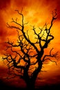 Dead tree with sky Royalty Free Stock Photo