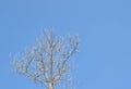 Dead tree sky background concept global climate change global warming Royalty Free Stock Photo