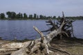 a dead tree on a small sandy beach near the water Royalty Free Stock Photo