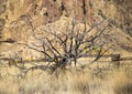 Dead Tree at Smith Rock State Park, Central Oregon Royalty Free Stock Photo