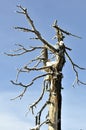 Dead tree with snow against blue sky Royalty Free Stock Photo