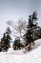 Dead tree of snow mountain on Tateyama Kurobe Alpine