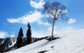 Dead tree on the snowed hill Royalty Free Stock Photo
