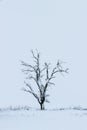 Dead  tree in snowy landscape at winter Royalty Free Stock Photo