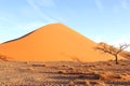 Dead tree Sossusvlei Dune 45 sunset, Nambia Royalty Free Stock Photo