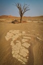 Dead Tree in Sossusvlei