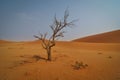 Dead Tree in Sossusvlei