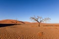 Dead tree in Sossusvlei near Sesriem in famous Namib Desert in Namibia, Africa Royalty Free Stock Photo