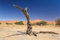 Dead tree in Sossusvlei near Sesriem in famous Namib Desert in Namibia, Africa Royalty Free Stock Photo