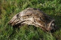 Dead tree Royalty Free Stock Photo