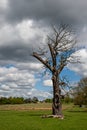 Dead tree standing alone in the open meadow of Richmond Park, London