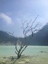 Dead tree, indonesia, poison, blue, death, poisionous