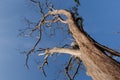 Dead tree standing under the blue sky Royalty Free Stock Photo