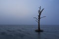 Dead Tree Stands Alone in Chincoteague Bay